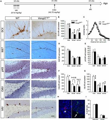 Vangl2, a Core Component of the WNT/PCP Pathway, Regulates Adult Hippocampal Neurogenesis and Age-Related Decline in Cognitive Flexibility